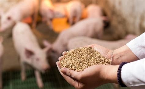 Esquema: Funcionamiento de una máquina selectora de alimento para cerdos con múltiples salidas.