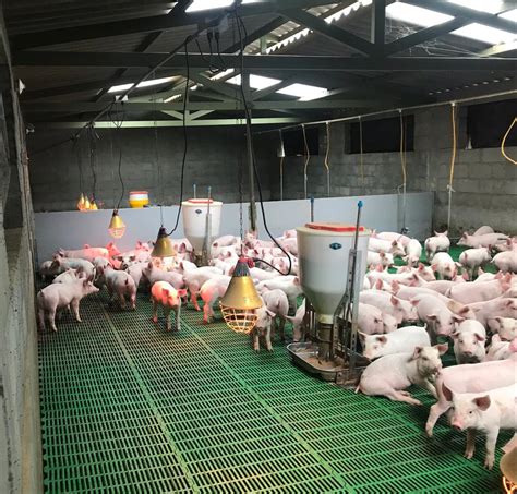 Fotografía: Interior de una nave de engorde porcino con comederos automáticos.