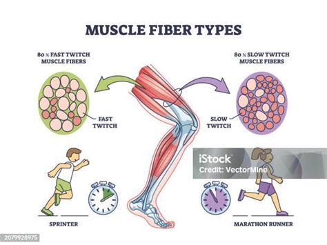 Gráfico comparativo de fibras musculares de contracción lenta y rápida.