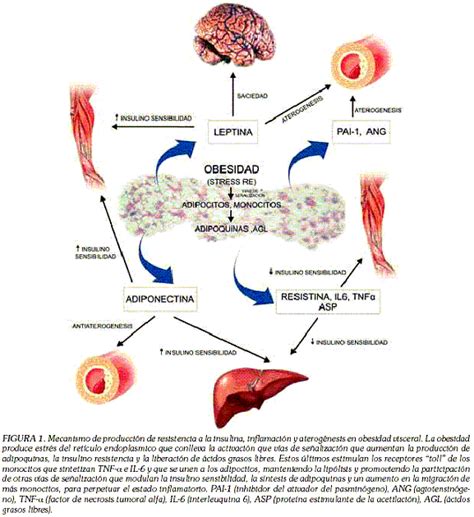 Infografía que representa la complejidad de la Enfermedad Metabólica Crónica Adiposa, destacando sus múltiples facetas y la necesidad de un enfoque integral.
