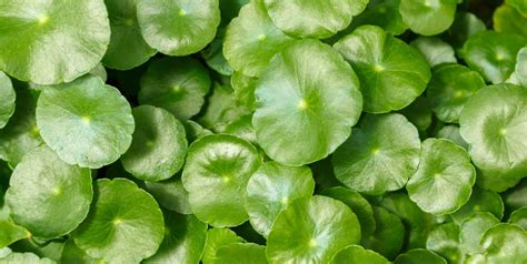 planta de centella asiática en su hábitat natural