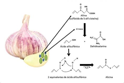 Diagrama que ilustra el mecanismo de acción de la alicina en la dilatación de los vasos sanguíneos.