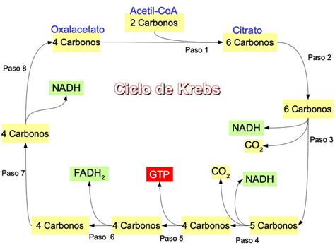 Diagrama esquemático del ciclo de Krebs y la gluconeogénesis