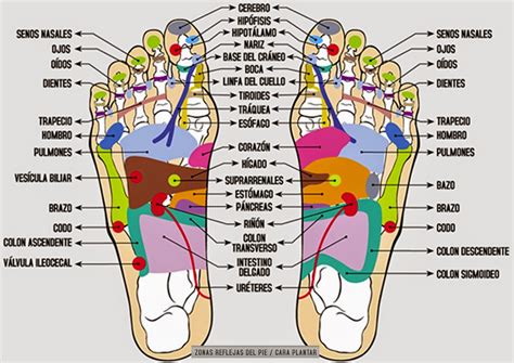 Ilustración anatómica de los puntos de presión en los pies relacionados con órganos y sistemas del cuerpo.
