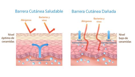 Tabla resumen de ingredientes clave para fortalecer la barrera cutánea y sus beneficios.