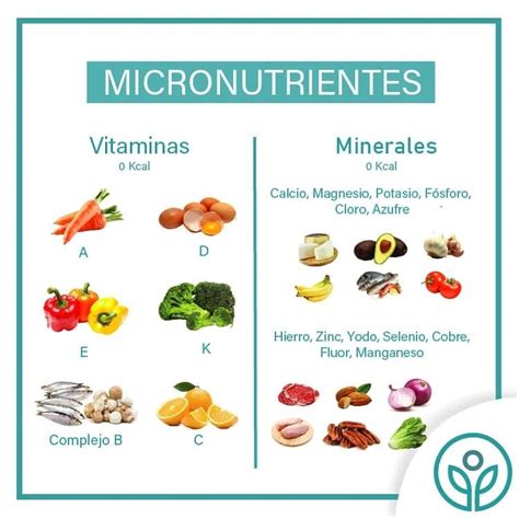 Infografía mostrando el balance de macro y micronutrientes en el estofado, destacando la baja densidad energética y la alta palatabilidad.