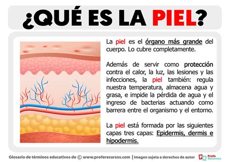 Infografía mostrando las capas de la piel y cómo actúa el Láser Frax en la dermis para estimular colágeno.