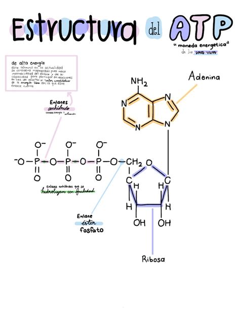 Esquema de la estructura química del ATP