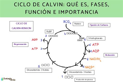 Diagrama del ciclo de Calvin en la fotosíntesis