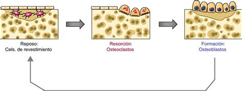 Diagrama ilustrando la interacción entre osteoblastos, osteocitos y osteoclastos, destacando el papel de RANKL y OPG en la regulación de la reabsorción ósea.