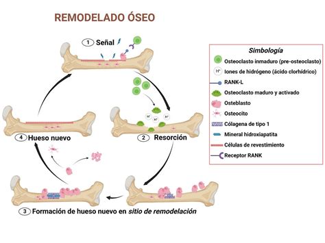 Ilustración detallada de las fases del ciclo de remodelado óseo en una unidad básica multicelular (BMU).