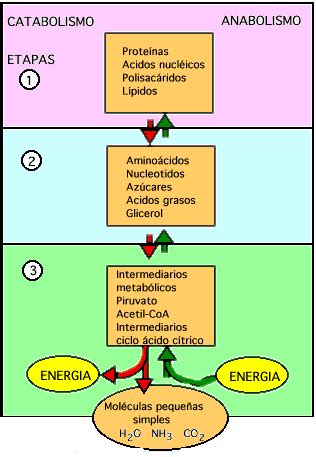 Diagrama que ilustra las tres etapas del anabolismo: activación de precursores, unión de precursores y formación de macromoléculas.