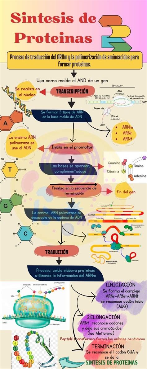 Infografía comparando la fotosíntesis en plantas y la síntesis de proteínas en humanos como ejemplos de anabolismo.