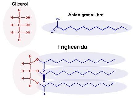 Estructura molecular de un triglicérido y su descomposición en ácidos grasos y glicerol durante la lipólisis.