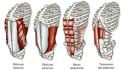 Anatomía de los músculos abdominales: recto del abdomen, oblicuos y transverso