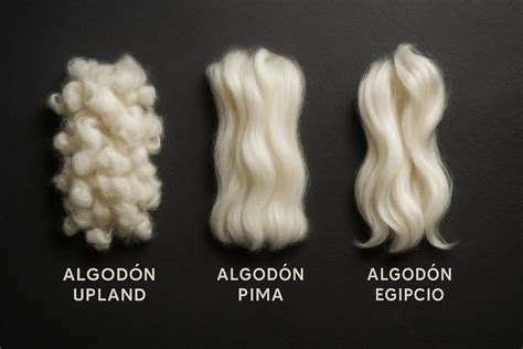 Comparativa visual de fibras de algodón de diferentes longitudes (corta, media, larga).