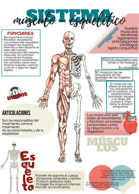 Ilustración esquemática del sistema esquelético y muscular humano.