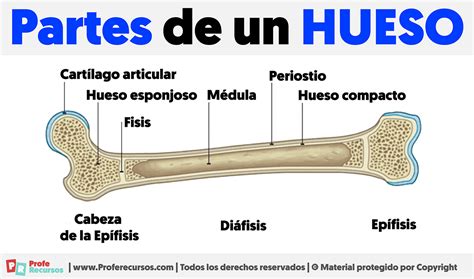 Ilustración detallada de la estructura de un hueso.