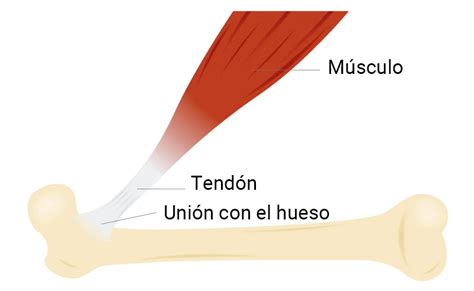 Diagrama que muestra la anatomía de un tendón y su inserción muscular.