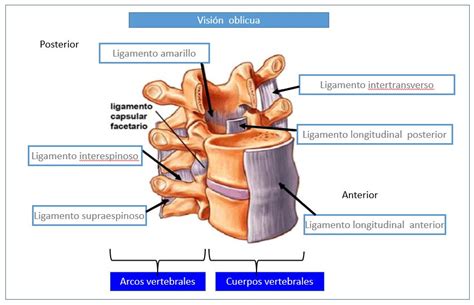 infografía detallando la anatomía de la columna vertebral: vértebras, discos intervertebrales, ligamentos y músculos