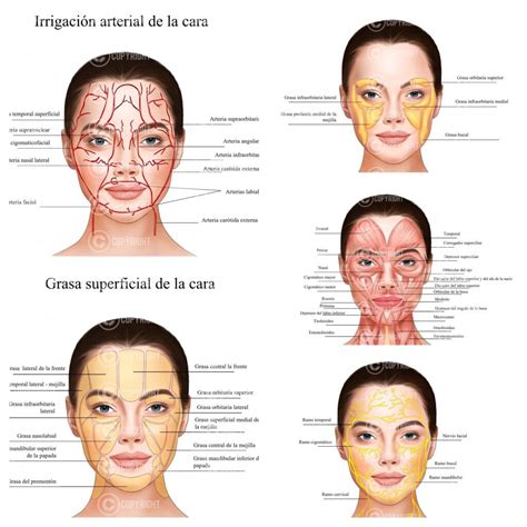 Ilustración esquemática de las diferentes áreas del rostro tratadas en cirugía facial estética.