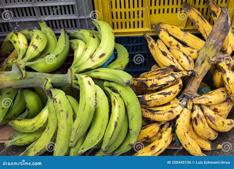 variedad de plátanos maduros y verdes