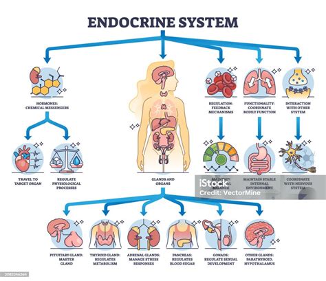Esquema del sistema endocrino y su relación con el metabolismo