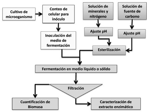 Diagrama del proceso de fermentación del almidón resistente en el colon y producción de AGCC