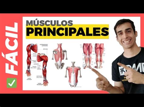 esquema anatómico mostrando los principales músculos trabajados en el ciclismo