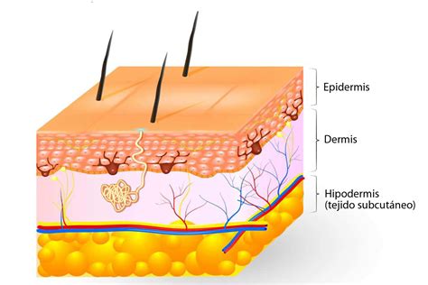 Ilustración esquemática de la estructura de la piel mostrando la capa subcutánea y los nódulos de grasa