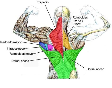 Diagrama anatómico mostrando la zona lumbar y los músculos de la espalda que se ven afectados por la carga.