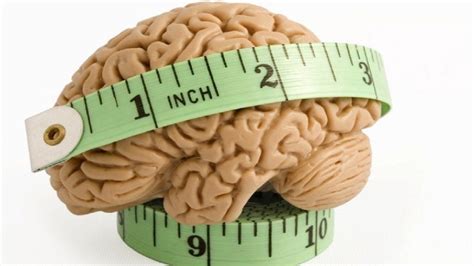 Diagrama que ilustra la relación entre el tamaño del cuerpo y el tamaño del cerebro en diferentes especies de mamíferos.