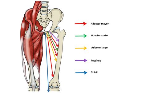 Infografía con la anatomía de los músculos del muslo, destacando los aductores.