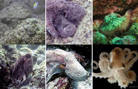 Un pulpo cambiando de color y textura para camuflarse en su entorno marino.