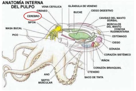 Diagrama del sistema circulatorio de un pulpo, mostrando sus tres corazones.