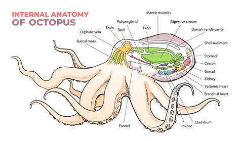 Ilustración detallada de la estructura del ojo de un pulpo.