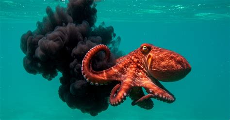 Un pulpo expulsando tinta para evadir a un depredador.