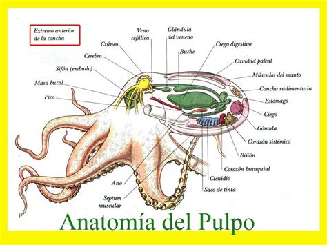 Un pulpo manipulando una presa con sus brazos y ventosas.