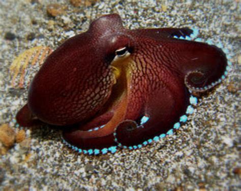 Un pulpo manipulando una herramienta (cáscara de coco) en un entorno de laboratorio.