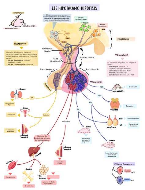 Representación esquemática de la glándula hipófisis y su conexión con el hipotálamo.
