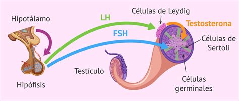 Diagrama del eje hipotálamo-hipófisis-testículo y su interacción con la resistencia a la insulina y el tejido adiposo.