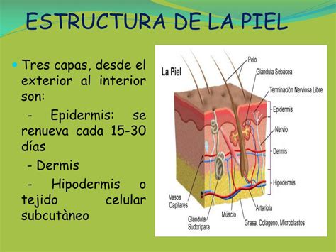 Esquema de la estructura de la piel y cómo se manifiesta la celulitis.