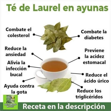 Infografía: Beneficios del té de laurel para la digestión y el metabolismo