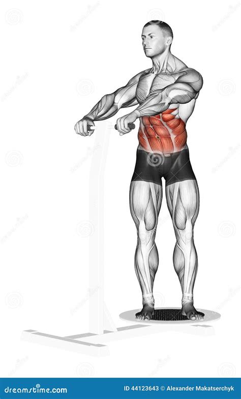 Ilustración de una persona realizando torsión de tronco con pesa, mostrando el movimiento de giro lateral.