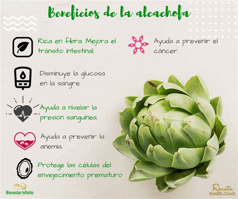Infografía detallando los beneficios de la alcachofa para la pérdida de peso, incluyendo su efecto diurético y la eliminación de grasas.
