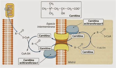 Esquema simplificado del proceso de transporte de ácidos grasos por la L-Carnitina hacia la mitocondria para su quema.
