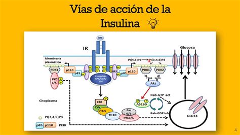 Diagrama que muestra las vías de señalización de la insulina y cómo la resistencia a la insulina afecta estas vías, incluyendo la vía PI3K/Akt y MAPK.