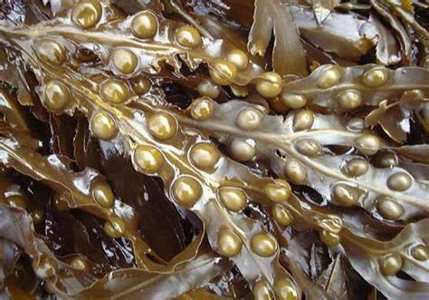 Infografía mostrando la composición nutricional del alga Fucus y sus principales beneficios para la salud.