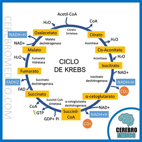 Diagrama esquemático del ciclo de Krebs mostrando sus principales etapas y productos