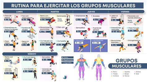 Infografía mostrando diferentes ejercicios para cada grupo muscular principal.